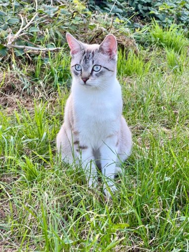 Weiß-getigerte Katze im Gras