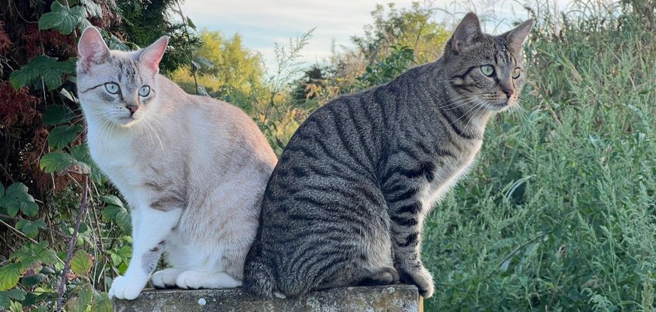 Zwei Katzen sitzen nebeneinander 