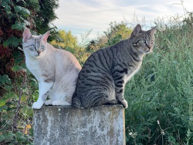 Zwei Katzen sitzen nebeneinander 