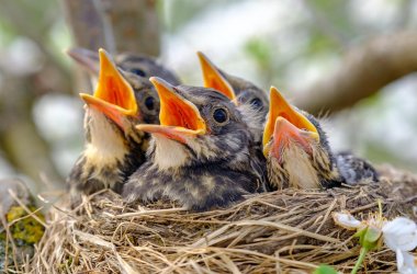 Vogelküken in einem Nest